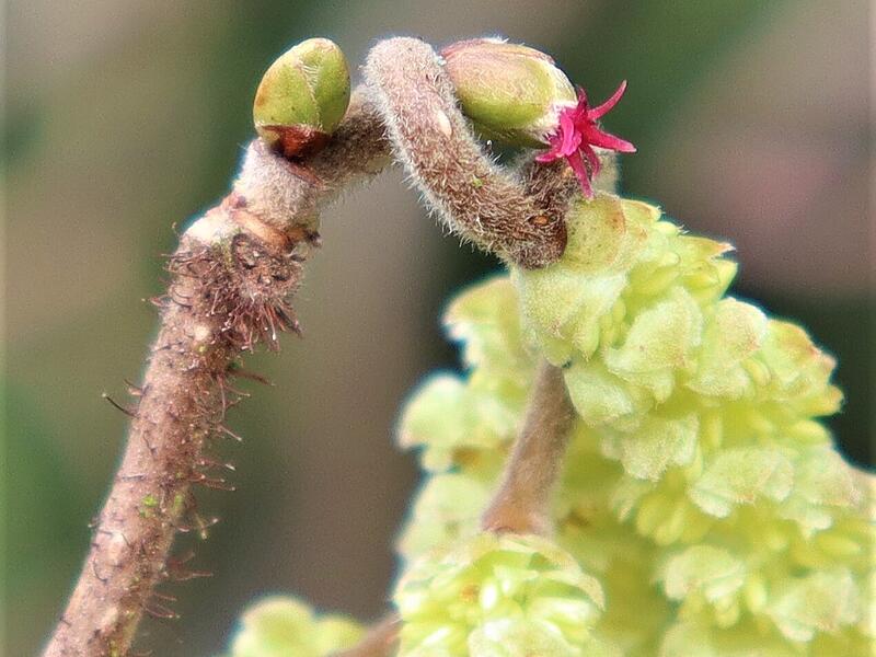 Wenn man die weiblichen roten Blüten des Haselnussstrauches neben den sehr auffallenden männlichen Blütenkätzchen entdecken will, muss man schon genau hinsehen.