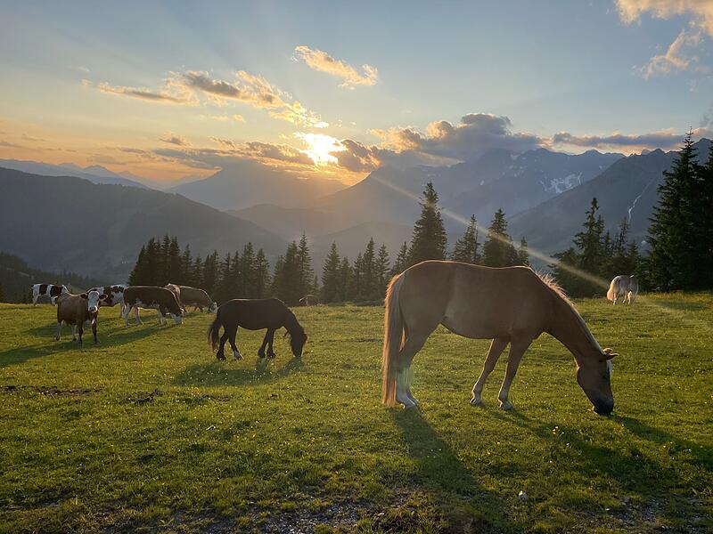 Faszination Berge: So sch&ouml;n ist es auf der Klingelbergalm M&uuml;hlbach