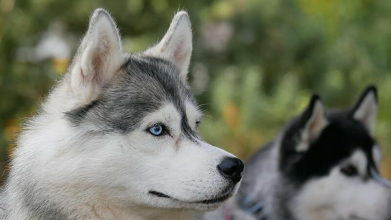 Siberian Huskys