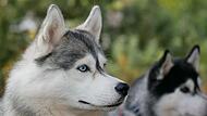 Siberian Huskys