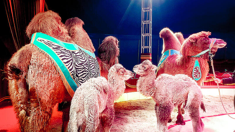 Robert (r.) und seine noch namenlose Halbschwester beschnuppern sich. Dahinter stehen ihre M&uuml;tter Soleika und Mara.