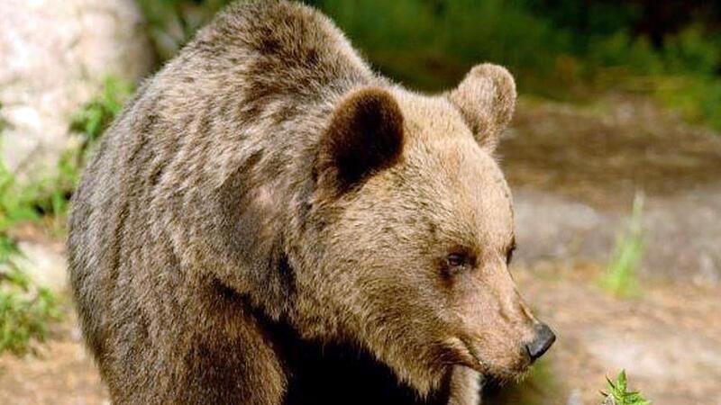 Ein Braunbär in der italienischen Provinz Trentino