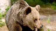 Ein Braunbär in der italienischen Provinz Trentino