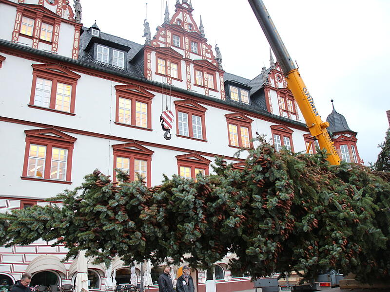 Der Coburger Weihnachtsbaum 2023 ist da