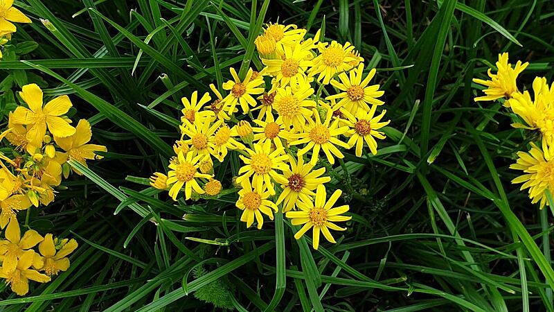 Kreuzkr&auml;uter haben eine sternf&ouml;rmige Bl&uuml;te mit vielen Bl&uuml;tenbl&auml;ttern (Mitte), Johanniskraut (links) und Wiesenpippau (rechts) sind kaum oder nicht giftig.