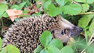Junge Igel sind gefährdet