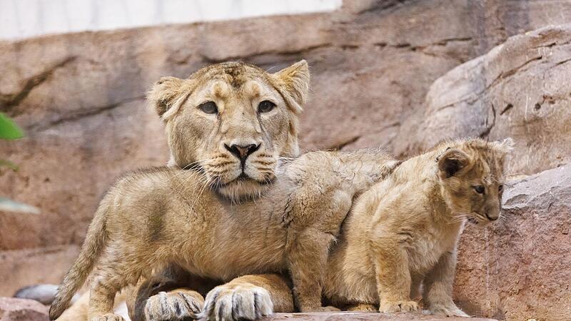 Löwen-Babys im Nürnberger Tiergarten Löwen-Babys im Nürnberger Tiergarten