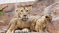 L&ouml;wen-Babys im N&uuml;rnberger Tiergarten