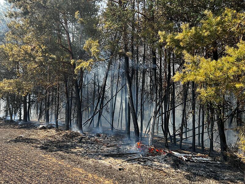 Feldbrand weitet sich zu Waldbrand aus
