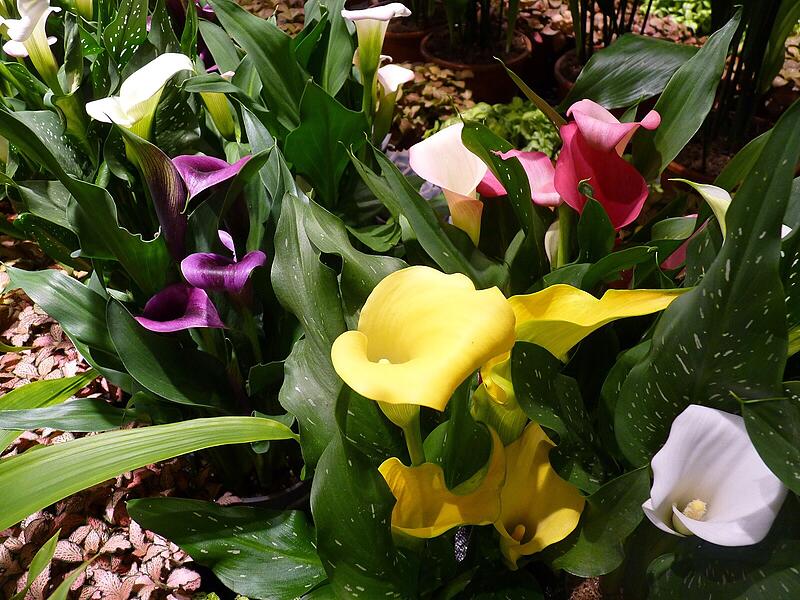 Ein Rundgang in Fotos: Das Angebot in den neuen Gesch&auml;ftsr&auml;umen von Blumen Lechner in H&ouml;chstadt