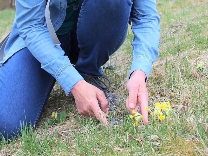Ein winziges Veilchen neben einer Schl&uuml;sselblume: Gabi L&ouml;sch mag die kleinen Sch&ouml;nheiten neben dem Weg.