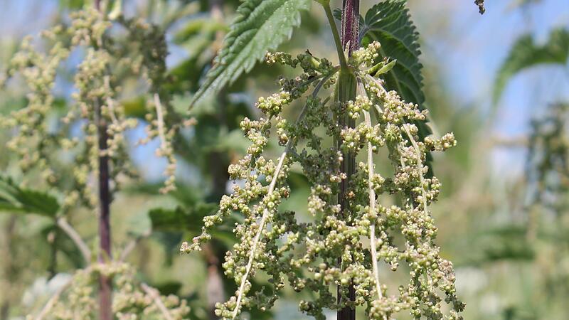 Brennnesseln haben heuer schon fr&uuml;h Bl&uuml;ten und Samen angesetzt.
