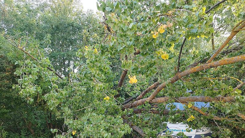 Kulmbach: Entwurzelter Baum kracht auf Bus - "erheblicher Schaden" Kulmbach: Entwurzelter Baum kracht auf Bus - "erheblicher Schaden"