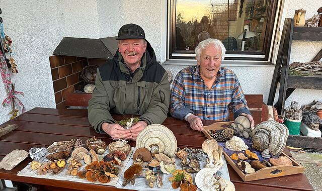 Winterpilze Winterpilze