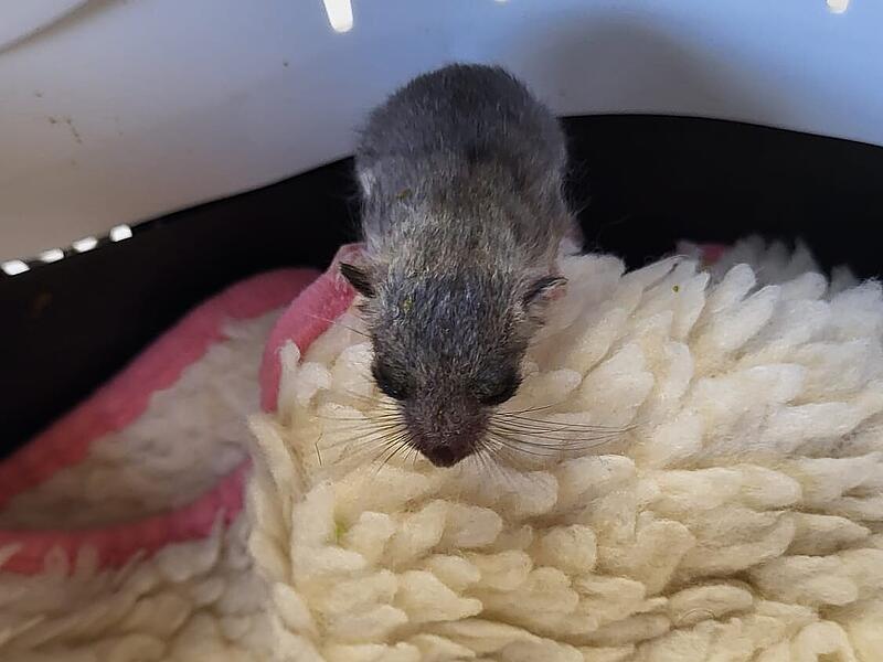 Siebenschläfer: Babys werden im Coburger Tierheim aufgezogen