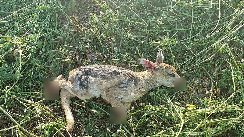 Alleine so schreckliche Verletzungen sehen zu m&uuml;ssen, ist f&uuml;r Ehrenamtliche Helfer schlimm genug (Bild verpixelt). Schwerste Verletzungen erlitt dieses Rehkitz bei Ha&szlig;furt, weil ein Landwirt es nicht f&uuml;r n&ouml;tig befunden hatte, die Tierretter anzuru...