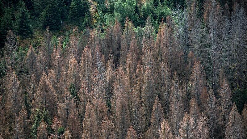 Das Waldsterben ist auch in Bundorf ein großes Thema. Der Gemeindewald hat seit 1990 die Hälfte der Fläche verloren.