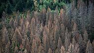 Das Waldsterben ist auch in Bundorf ein großes Thema. Der Gemeindewald hat seit 1990 die Hälfte der Fläche verloren.