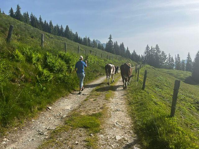 Faszination Berge: So sch&ouml;n ist es auf der Klingelbergalm M&uuml;hlbach