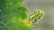 PROD Rebblüte in Unterfranken in vollem Gange PROD Rebblüte in Unterfranken in vollem Gange