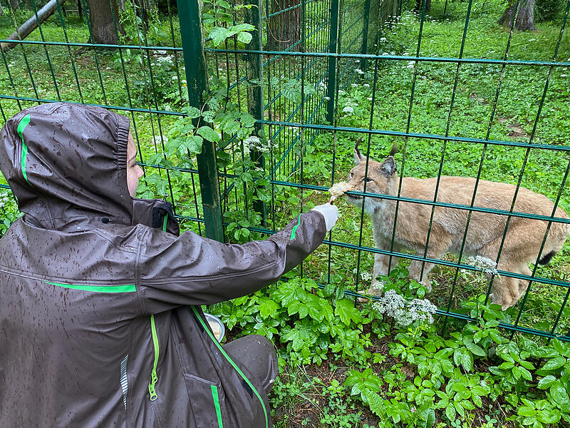 Veranstaltungen im Landkreis Forchheim am Wochenende: Unsere TippsRaubtierfütterung Wildpark Hundshaupten Veranstaltungen im Landkreis Forchheim am Wochenende: Unsere TippsRaubtierfütterung Wildpark Hundshaupten