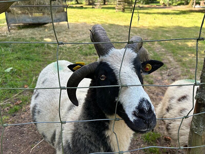 Ein Besuch im Wildpark Tambach im Landkreis Coburg