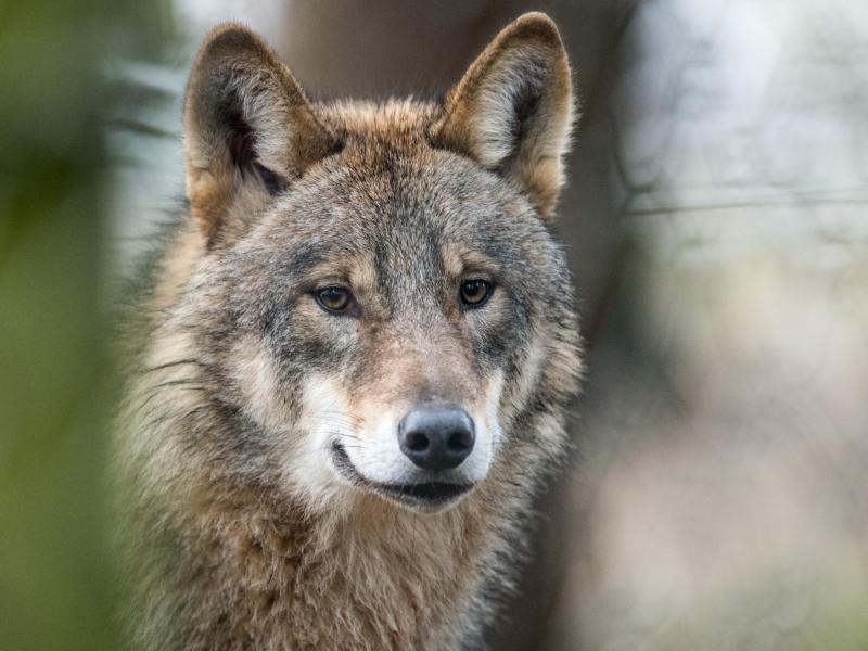 Wegen Wolfsrissen findet eine Mahnwache in Riedenberg statt. (Symbolfoto)