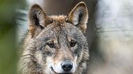 Wegen Wolfsrissen findet eine Mahnwache in Riedenberg statt. (Symbolfoto)