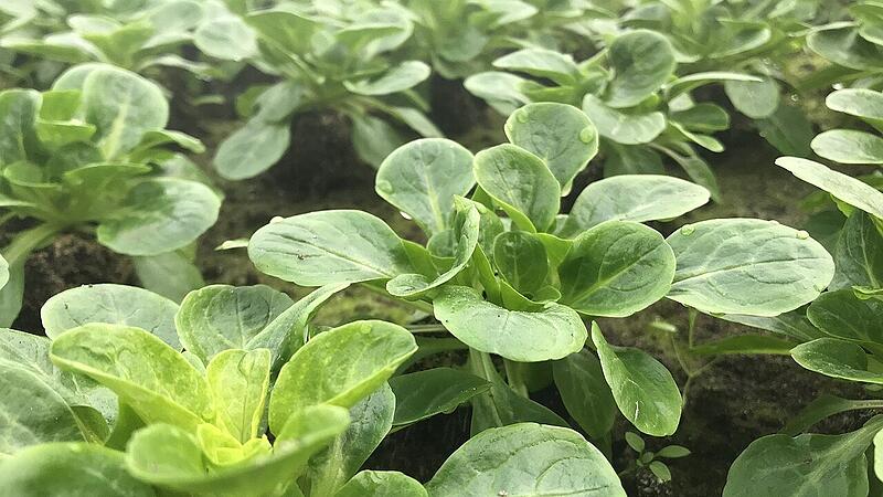 Feldsalat ben&ouml;tigt ausreichend Stickstoff