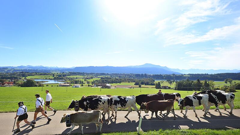 Viehscheid im Allgäu