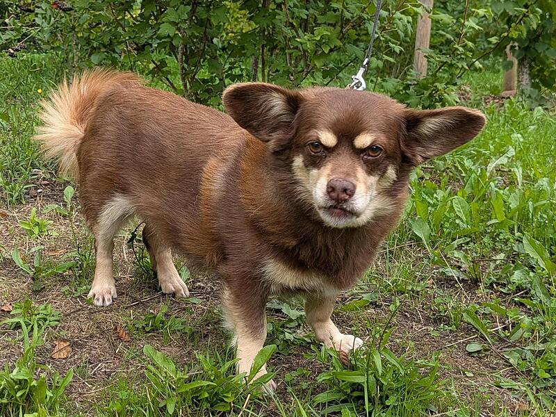 Chihuahua-Mischling Momo hat einen eigensinnigen Charakter und braucht einen konsequenten Besitzer. Chihuahua-Mischling Momo hat einen eigensinnigen Charakter und braucht einen konsequenten Besitzer.