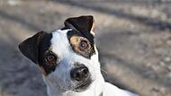 Ein 23-Jähriger überfuhr am Freitagnachmittag (20.08.) einen Hund in Bad Kissingen. Ein 23-Jähriger überfuhr am Freitagnachmittag (20.08.) einen Hund in Bad Kissingen.