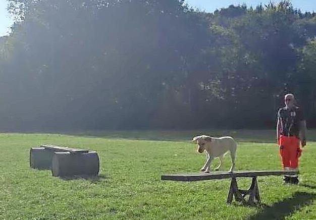 Bei der Pr&uuml;fung der Rettungshunde ging es unter anderem &uuml;ber eine Wippe.