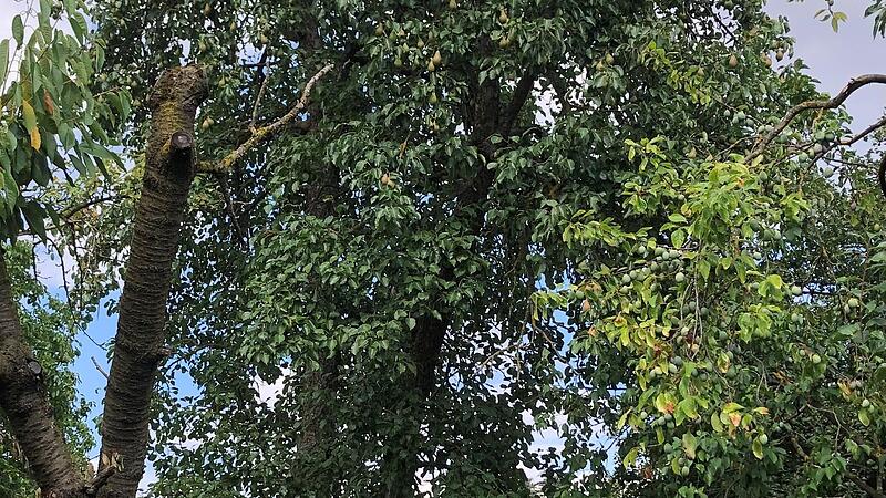 Ein Exemplar der Pastorenbirne: Vor 120 Jahren standen in Unterfranken noch rund 600 Obstbäume auf einem Quadratkilometer Fläche. Von dieser Kultur ist vieles inzwischen verloren gegangen.