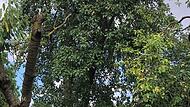 Ein Exemplar der Pastorenbirne: Vor 120 Jahren standen in Unterfranken noch rund 600 Obstbäume auf einem Quadratkilometer Fläche. Von dieser Kultur ist vieles inzwischen verloren gegangen.