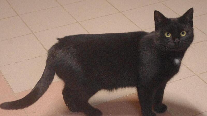 Hauskatze „Kendra“ sucht ein neues Zuhause. Die Katzendame ist vermutlich 2020 geboren und kastriert. Hauskatze „Kendra“ sucht ein neues Zuhause. Die Katzendame ist vermutlich 2020 geboren und kastriert.