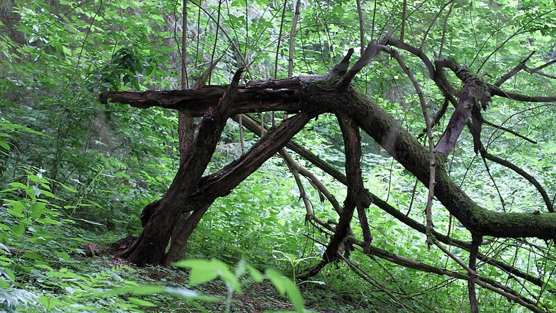 Totholz ist wertvoll. Aber kann man von Waldbesitzern verlangen, zwangsweise zehn Prozent der Fl&auml;chen aus der Nutzung herauszunehmen?