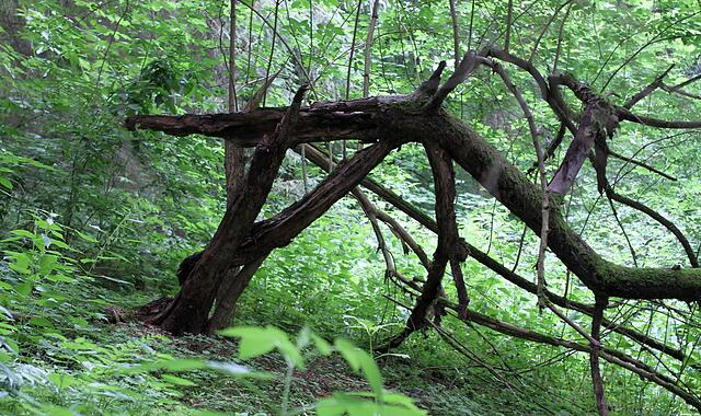 Totholz ist wertvoll. Aber kann man von Waldbesitzern verlangen, zwangsweise zehn Prozent der Flächen aus der Nutzung herauszunehmen? Totholz ist wertvoll. Aber kann man von Waldbesitzern verlangen, zwangsweise zehn Prozent der Flächen aus der Nutzung herauszunehmen?