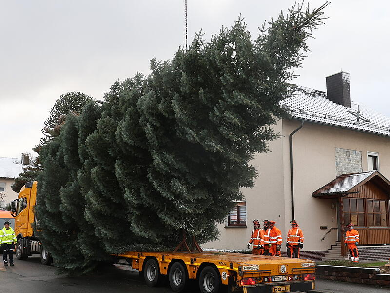 Weihnachtsbaum Neustadt 2024