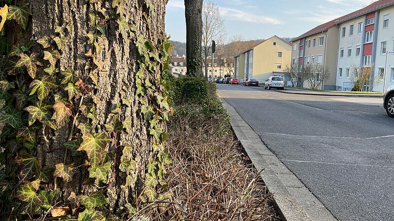 Etliche B&auml;ume in der Vernonstra&szlig;e sind gesch&auml;digt oder tot und werden durch Neupflanzungen im Rahmen der Klimaschutzinitiative von Bad Kissingen ersetzt.