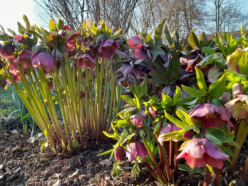Claudia K&ouml;rber schreibt: &bdquo;Passanten, die jetzt im Staudengarten des Schlossgartens hinter der Wandelhalle im Bad Br&uuml;ckenauer Staatsbad unterwegs sind, k&ouml;nnen sich an den leuchtend rot bl&uuml;henden Christ- oder Lenzrosen erfreuen.&ldquo;