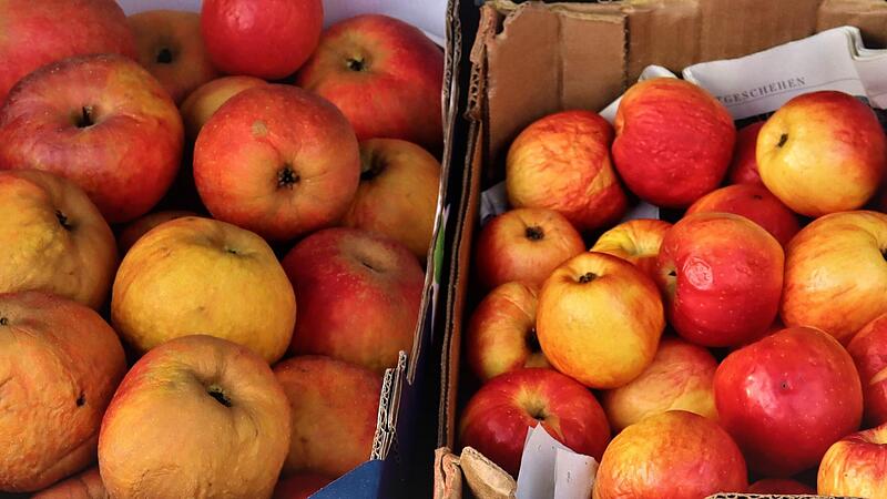 Durch die Lagerung bekommen die Äpfel erst das volle Aroma und einen süßen Geschmack. Durch die Lagerung bekommen die Äpfel erst das volle Aroma und einen süßen Geschmack.