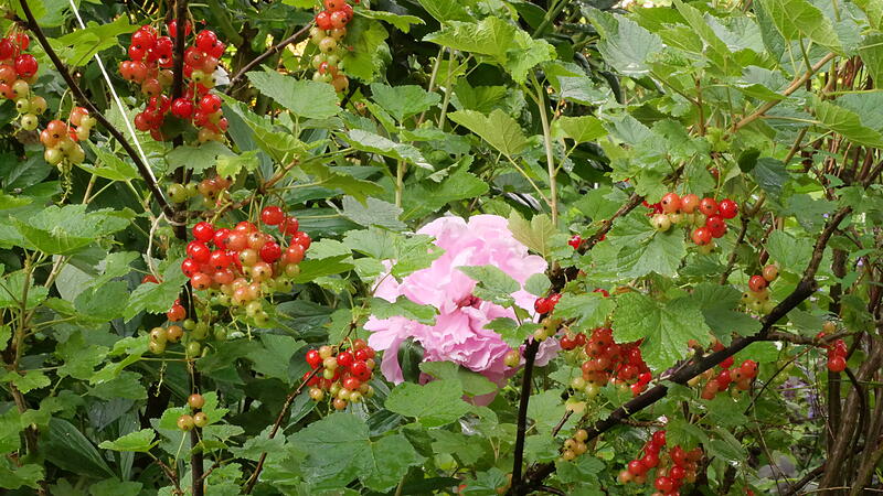 Johannisbeeren Johannisbeeren