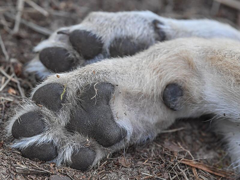 Pfoten von Wolf Pfoten von Wolf