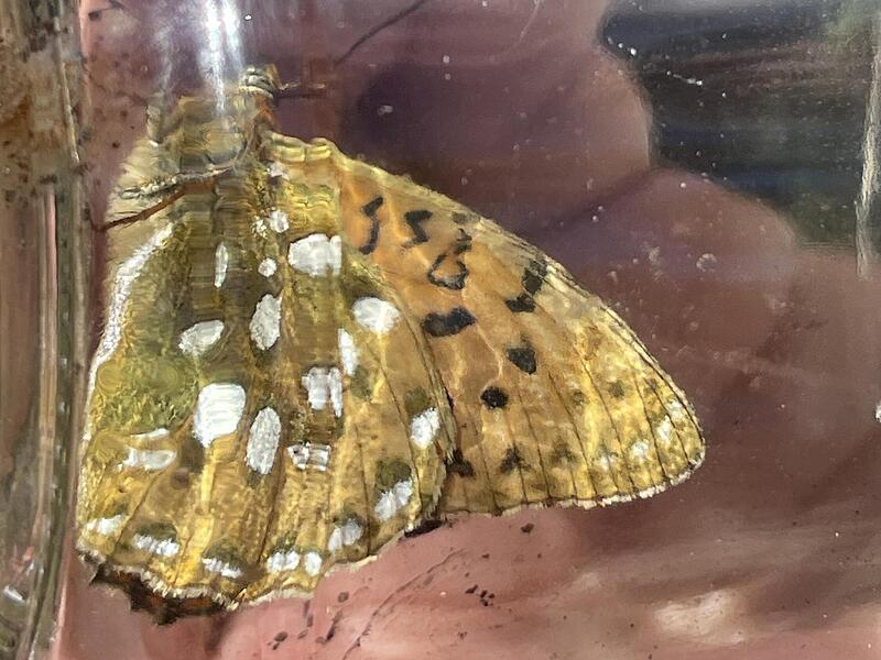 Großer Perlmuttfalter (Speyeria aglaja).