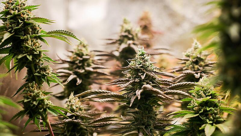 Erntereife Cannabis-Pflanzen: In Höchstadt und Burgebrach soll die Drogenbande rund 120 dieser „berauschenden“ Pflanzen gezüchtet haben.