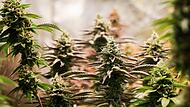 Erntereife Cannabis-Pflanzen: In Höchstadt und Burgebrach soll die Drogenbande rund 120 dieser „berauschenden“ Pflanzen gezüchtet haben.