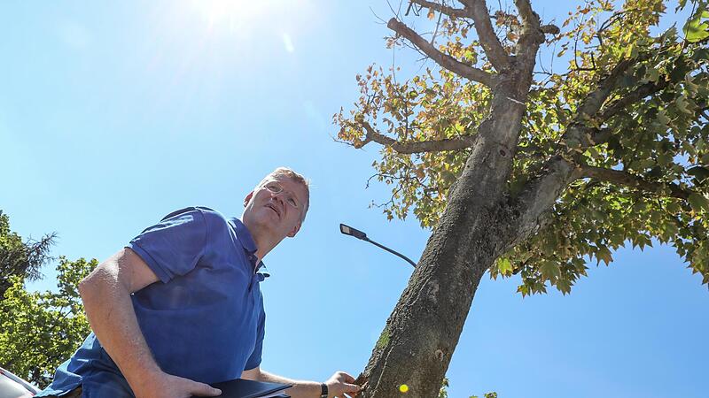 Gartenamtsleiter Robert Neuberth sieht etwa ein Drittel des st&auml;dtischen Baumbestands in Gefahr, abzusterben wie dieser Spitzahorn an der Memmelsdorfer Stra&szlig;e.