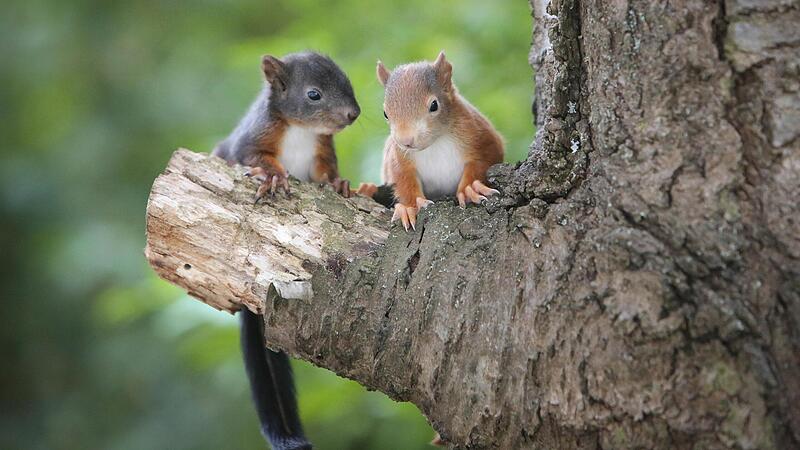 Zwei junge Eichhörnchen sitzen auf einem Baum. Immer wieder kommt es vor, dass die Jungtiere aus dem Kobel fallen.Forchheim & Fränkische Schweiz