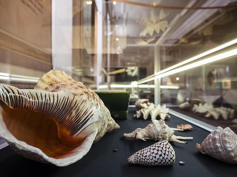 Die Conchyliensammlung Schmidt kaufte Herzog Ernst I. 1826 für die Sammlungen auf Schloss Friedenstein. Die Conchyliensammlung Schmidt kaufte Herzog Ernst I. 1826 für die Sammlungen auf Schloss Friedenstein.